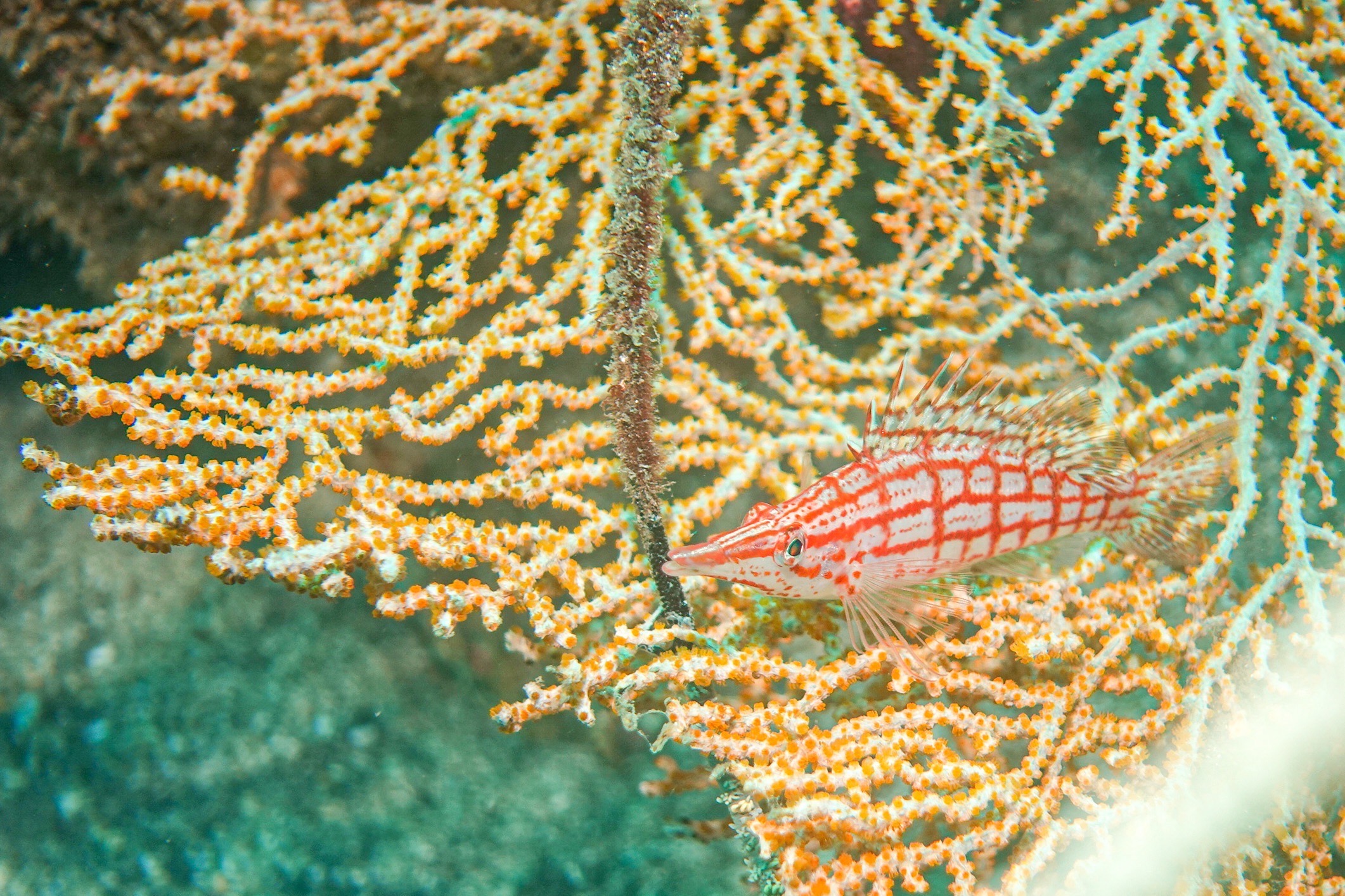 サンゴの枝のそばを泳ぐ赤と白の魚