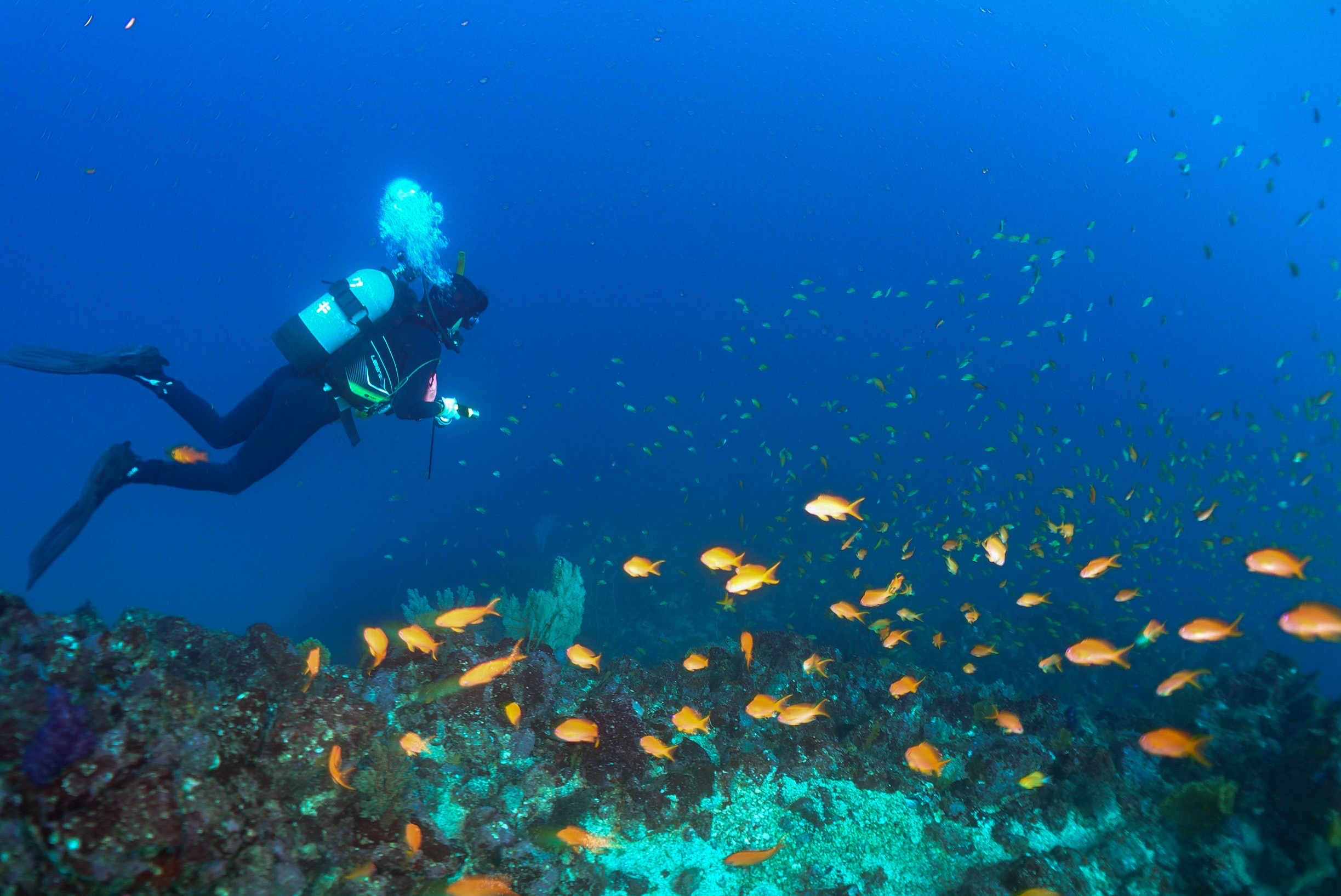 魚の群れを眺めながら海中を泳ぐダイバー